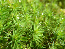 spring is near - moss with dewdrops