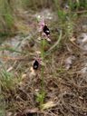 bertoloni's bee orchid (ophrys bertolonii ssp. balearica). 2010-04-12, Sony F828. keywords: orchid, orchidaceae, orchidee