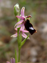 bertoloni's bee orchid (ophrys bertolonii ssp. balearica). 2010-04-12, Sony F828. keywords: orchid, orchidaceae, orchidee