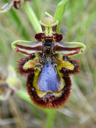 mirror bee orchid (ophrys speculum ssp. speculum). 2010-04-13, Pentax W60. keywords: orchid, orchidaceae, orchidee