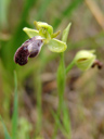 bumblebee orchid (ophrys fusca ssp. fusca)