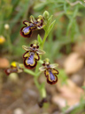 mirror bee orchid (ophrys speculum ssp. speculum). 2010-04-13, Sony F828. keywords: orchid, orchidaceae, orchidee