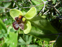 bumblebee orchid (ophrys bombyliflora). 2010-04-14, Pentax W60. keywords: orchid, orchidaceae, orchidee