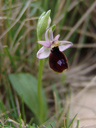 bertoloni's bee orchid (ophrys bertolonii ssp. benacensis). 2010-04-15, Sony F828. keywords: orchid, orchidaceae, orchidee