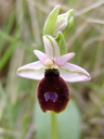 bertoloni's bee orchid (ophrys bertolonii ssp. benacensis). 2010-04-15, Sony F828. keywords: orchid, orchidaceae, orchidee
