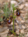 mirror bee orchid (ophrys speculum ssp. speculum). 2010-04-17, Sony F828. keywords: orchid, orchidaceae, orchidee