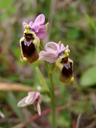 wespen-ragwurz (ophrys tenthredinifera) || foto details: 2010-04-17, mallorca, spain, Sony F828. keywords: orchid, orchidaceae, orchidee
