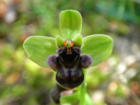 bumblebee orchid (ophrys bombyliflora). 2010-04-20, Pentax W60. keywords: orchid, orchidaceae, orchidee