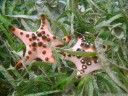knobbly sea stars (protoreaster nodosus). despite their cuddly looks, they're apparently pretty tough.