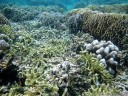 the reefscape just in front of bunaken kuskus resort.