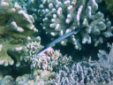 trompetenfische (aulostoma chinensis) haben stark erweiterbare münder und nutzen den sog zum fang von beute || foto details: 2011-08-22 05:44:39, pulau bunaken, sulawesi, indonesia, PENTAX Optio W60.