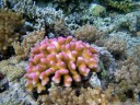 pink stony coral (acropora sp.?). 2011-08-22 05:50:54, PENTAX Optio W60. keywords: scleractinia, hexacorallia