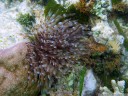 fanworm or feather duster worm (sabellastarte indica) - they're tube-dwelling worms that filter particles from the water.. 2011-08-22 05:56:28, PENTAX Optio W60. keywords: sabellida, polychaeta