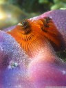 christmas tree worms (spirobranchus giganteus). 2011-08-24 11:21:33, PENTAX Optio W60.