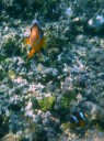 clark's anemonefish (amphiprion clarkii) makes it clear that i'm getting too close to their anemone.