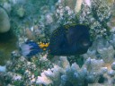 weißpunkt-kofferfisch (ostracion meleagris) || foto details: 2011-08-24 05:30:28, pulau bunaken, sulawesi, indonesia, PENTAX Optio W60.