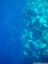 die wand: ein 50+ meter tiefer senkrechter unterwasser-hang || foto details: 2011-08-24 11:50:33, pulau bunaken, sulawesi, indonesia, PENTAX Optio W60.