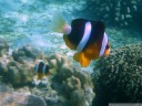 clarks anemonenfisch (amphiprion clarkii) || foto details: 2011-08-24 05:27:20, pulau bunaken, sulawesi, indonesia, PENTAX Optio W60.