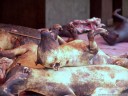 unser vermutlich ekelhaftester und verstörendster eindruck aus indonesien: tote hunde am markt von tomohon || foto details: 2011-08-25 02:37:43, tomohon, sulawesi, indonesia, DSC-F828.