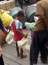 ...und natürlich: lebende hühner. || foto details: 2011-08-27 06:30:04, togean islands, sulawesi, indonesia, DSC-F828.