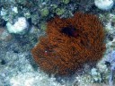 zwei verschiedene anemonenfisch-arten (amphiprion spp.) in einer anemone || foto details: 2011-08-31 04:30:15, malenge indah cottages, malenge, togean islands, sulawesi, indonesia, PENTAX Optio W60.