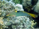 checkerboard wrasse (halichoeres hortulanus)