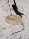 our host went to catch some fish, and returned 30 minutes later with a blue-spotted ribbontail ray (taeniura lymma).. 2011-08-31 06:48:28, DSC-F828.