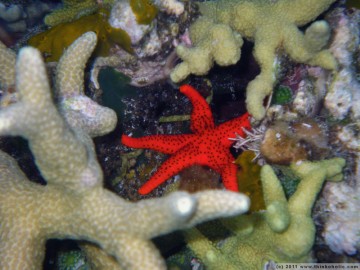 red bali star (fromia milleporella), a small red starfish with small black spikes. snorkelling at "susan", near bomba.
