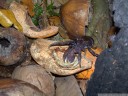 der palmendieb (birgus latro) ist der größte lebende land-arthropode (gliederfüßer) der welt. hier ein kleineres exemplar || foto details: 2011-09-07 12:00:55, bomba, togean islands, sulawesi, indonesia, DSC-F828.
