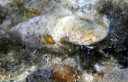 marine hermit crab