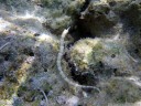 scribbled pipefish (corythoichthys intestinalis), right off the boardwalk of poya lisa