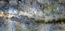 scribbled pipefish (corythoichthys intestinalis), closeup. 2011-09-07 12:05:03, PENTAX Optio W60.