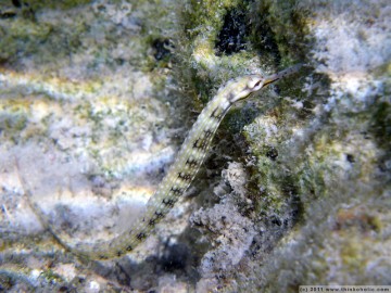 scribbled pipefish (corythoichthys intestinalis)