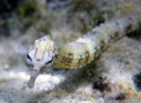 scribbled pipefish (corythoichthys intestinalis), closeup