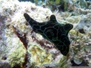 black mantle snail (coriocella nigra, fam. velutinidae), a prosobranch sea snail which is blue with black spots. its shell is internal, the appendages make it look like a sponge.