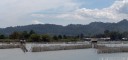 tentena's eel traps, at the mouth of danau poso.