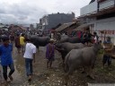 water buffalos at the livestock market (pasar bolu)