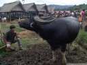 water buffalos at the livestock market (pasar bolu). 2011-09-11 02:38:38, DSC-F828.