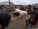 water buffalos at the livestock market (pasar bolu)
