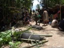 an bambus gefesselte schweine beim eingang zum begräbnisort (toraja begräbniszeremonie) || foto details: 2011-09-12 01:35:11, buntao, tana toraja, sulawesi, indonesia, DSC-F828.