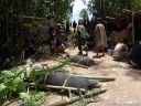 pigs strapped to bamboo, at the entrance of the funeral site (torajan funeral ceremony)