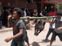 pig delivery. guests bring gifts for the family of the deceased (torajan funeral ceremony)