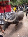 a water buffalo is led to the center of the site (torajan funeral ceremony). 2011-09-12 02:36:18, DSC-F828.