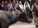 the water buffalo to be sacrificed (torajan funeral ceremony). 2011-09-12 02:39:03, DSC-F828.