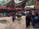 the buffalo is about to be sacrificed. the crowd gathers around, even the locals prepare to take pictures. (torajan funeral ceremony)