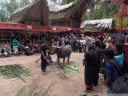 the buffalo is about to be sacrificed. the crowd gathers around, even the locals prepare to take pictures. (torajan funeral ceremony). 2011-09-12 02:47:03, DSC-F828.