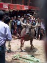 traditional water buffalo sacrifice (torajan funeral ceremony). 2011-09-12 02:47:34, DSC-F828.