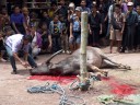 water buffalo sacrifice (torajan funeral ceremony)