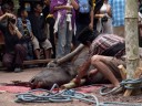 some of the water buffalo's blood is collected (torajan funeral ceremony)