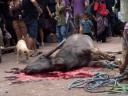 water buffalo sacrifice (torajan funeral ceremony)